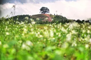 Images Dated 13th October 2012: Lone tree