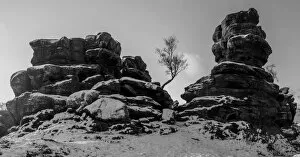 Terry Roberts Landscape Photography Collection: Lone tree, Brimham Rocks