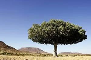 Lone Tree in a Desert Landscape