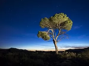 Images Dated 11th December 2014: Lone tree at dusk in the mountains