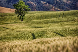 Images Dated 6th August 2012: Lone tree among fields of wheat in Palouse region, Washington State, USA