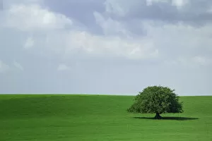 Lone tree growing in field, Ireland
