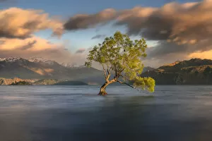 Lone tree is in Lake Wanaka at sunrise, New zealand