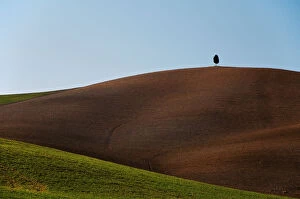 Images Dated 6th March 2011: Lonely Cypress on the top of a hill, Val d Orcia Tuscany