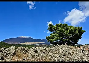 Lonely pine tree on Mt. Etna