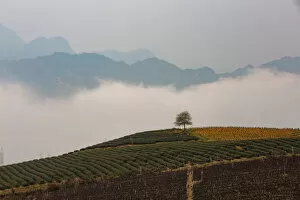Images Dated 19th March 2016: Lonely Tree in Sapa (Sa Pa), Vietnam