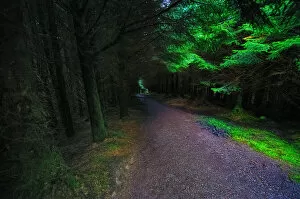 Isle Of Skye Gallery: Lonesome Road Leading Through Dark and Eerie Forest on the Isle of Skye, Scotland