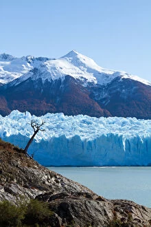 Lonesome tree beside Perito Moreno glacier