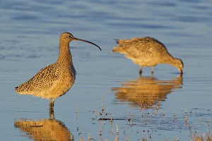 Oregon Collection: Long-billed Curlew (Numenius americanus) pair wading in water, Oregon, USA