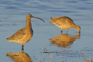 Tran Prints: Long-billed Curlew (Numenius americanus) pair wading in water, Oregon, USA