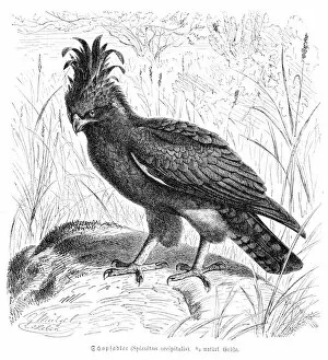 Images Dated 27th February 2017: Long Crested Eagle engraving 1892