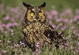 Images Dated 21st May 2012: Long ear owl in wildflower field
