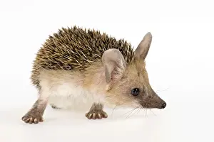 Looking Sideways Prints: Long-eared Hedgehog -Hemiechinus auritus aegypticus-