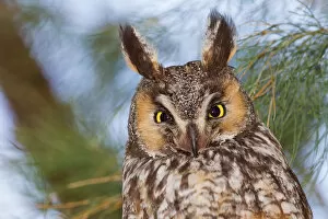 Images Dated 26th May 2012: Long-eared Owl