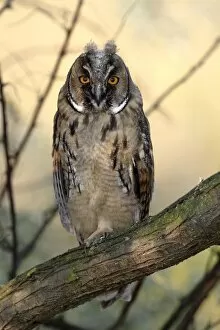 Long-eared Owl -Asio otus-, fledgling, juvenile, perched on branch, Apetlon, Lake Neusiedl, Burgenland, Austria, Europe