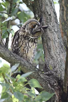 Images Dated 26th June 2011: Long-eared Owl -Asio otus-, perched on a branch, tree trunk at back, Apetlon, Lake Neusiedl