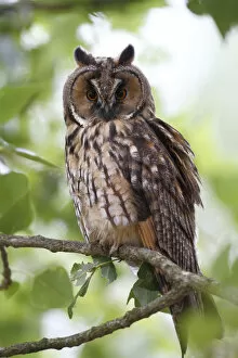 Images Dated 26th June 2011: Long-eared Owl -Asio otus-, perched in branch, Apetlon, Lake Neusiedl, Burgenland, Austria, Europe