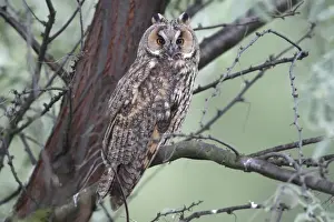 Burgenland Prints: Long-eared Owl -Asio otus-, perched on a branch with tree trunk at back