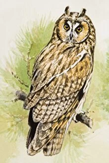 Images Dated 25th June 2007: Long-eared Owl (Asio otus), perching on a branch, looking over shoulder