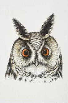 Long-eared Owl, Asio otus, front view