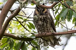 Images Dated 13th April 2016: Long-Eared Owl Perched on a Tree