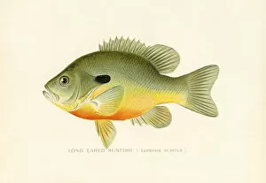 Images Dated 27th March 2017: Long eared sunfish chromolithograph 1898
