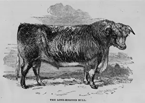Landscape Animal Animal Farm Prints: Long Horn Bull