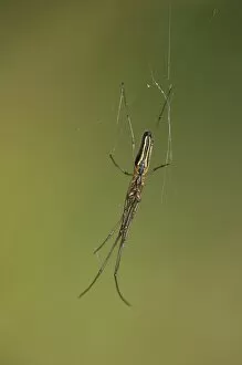 Images Dated 7th July 2013: Long-jawed Spider -Tetragnatha extensa-, Versoix, Canton of Geneva, Switzerland