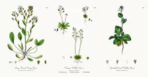 Images Dated 18th November 2017: Long-Leaved Scurvy Grass, Cochlearia Anglica, Victorian Botanical Illustration, 1863
