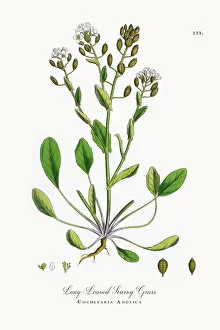 Images Dated 28th September 2017: Long-Leaved Scurvy Grass, Cochlearia Anglica, Victorian Botanical Illustration, 1863