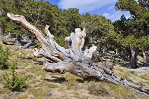 Long-living Great Basin Bristlecone Pine -Pinus longaeva-, collapsed tree, Bristlecone Pine Forest, Mt