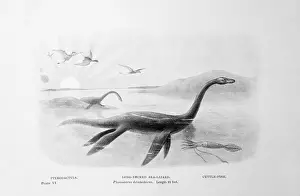 Long-Necked Sea Lizard