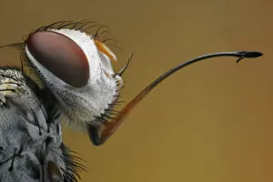 Extreme Close Up Gallery: Long Nose Fly