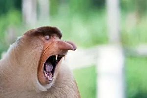 Images Dated 19th February 2016: Long nose monkey yawning, Sabah, Borneo, Malaysia