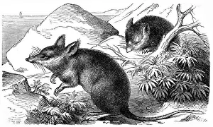 Long-nosed Bandicoot (Perameles nasuta)
