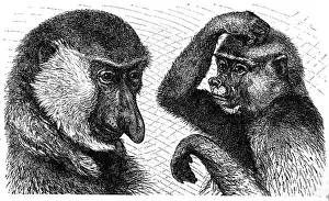 Proboscis Prints: Long-nosed monkey (Nasalis larvatus), male left and female right