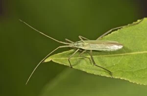 Long Thin Plant Bug -Megaloceroea recticornis- sitting on a leaf, Untergroningen, Abtsgmuend, Baden-Wurttemberg