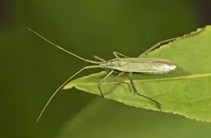 Rhynchota Prints: Long Thin Plant Bug -Megaloceroea recticornis- sitting on a leaf