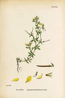 Images Dated 12th June 2017: Long-podded Small Birda┬Ç┬Ös-foot Trefoil, Lotus diffusus, Victorian Botanical Illustration, 1863