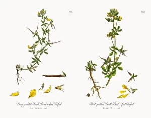 Images Dated 12th December 2017: Long-podded Small Birdas-foot Trefoil, Lotus diffusus, Victorian Botanical Illustration, 1863