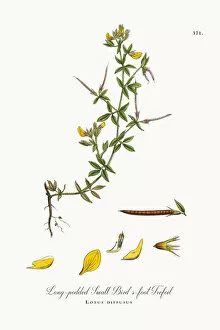Images Dated 17th October 2017: Long-podded Small Birdas-foot Trefoil, Lotus diffusus, Victorian Botanical Illustration, 1863