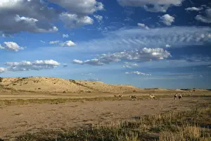 Long Shot of Gemsbok (Oryx gazella) Herd Standing on Desert Plain