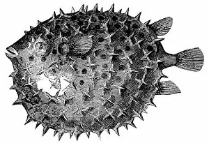Long-spine Porcupinefish or Spiny Balloonfish (Diodon Holocanthus)