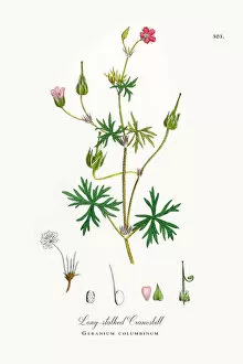 Images Dated 12th October 2017: Long-stalked Cranesbill, Geranium columbinum, Victorian Botanical Illustration, 1863
