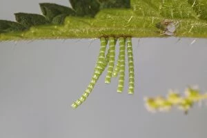 Images Dated 8th August 2013: Long strings of eggs from the Map butterfly -Araschnia levana- on a nettle leaf, Altenseelbach