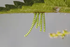 Long strings of eggs from the Map butterfly -Araschnia levana- on a nettle leaf, Altenseelbach, Neunkirchen, North Rhine-Westphalia, Germany