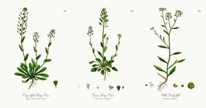 Images Dated 20th November 2017: Long-styled Penny-Cress, Thlaspi occitanum, Victorian Botanical Illustration, 1863