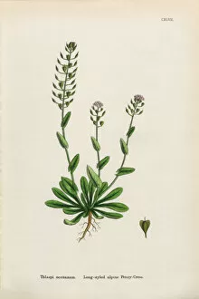 Images Dated 30th January 2017: Long-styled Penny-Cress, Thlaspi occitanum, Victorian Botanical Illustration, 1863