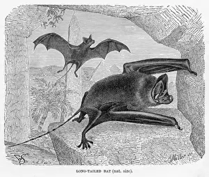 Bat Animal Prints: Long tailed bat engraving 1894
