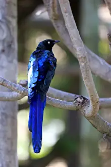 Dark Blue Prints: Long-tailed Glossy Starling -Lamprotornis caudatus-, adult on tree, captive